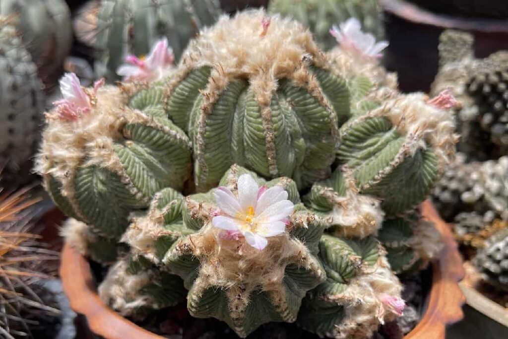 Aztekium ritteri