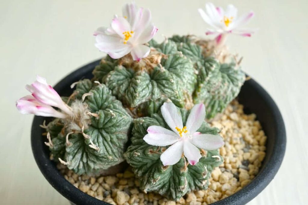 Aztekium ritteri