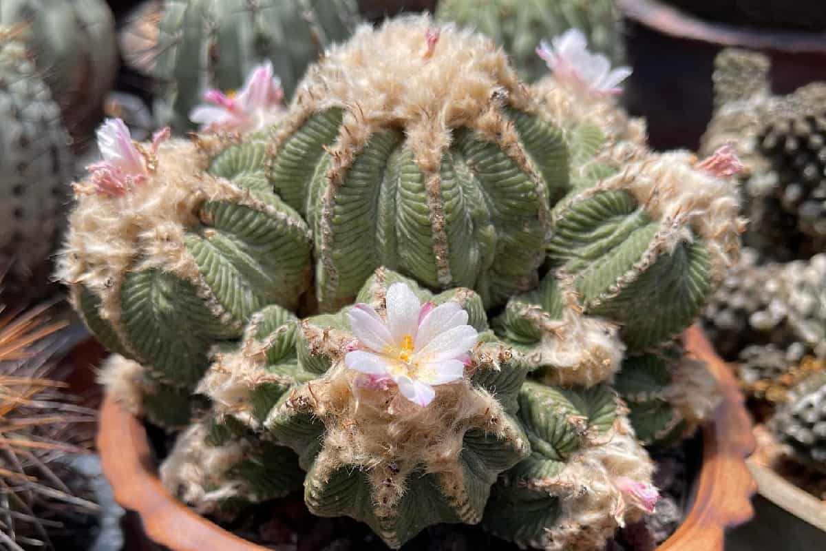 Aztekium ritteri