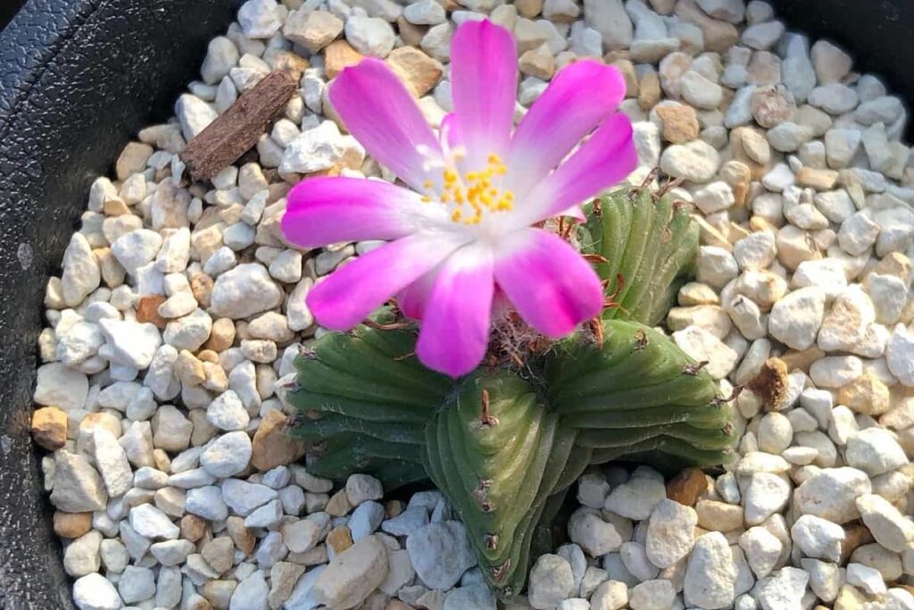 Aztekium valdezii