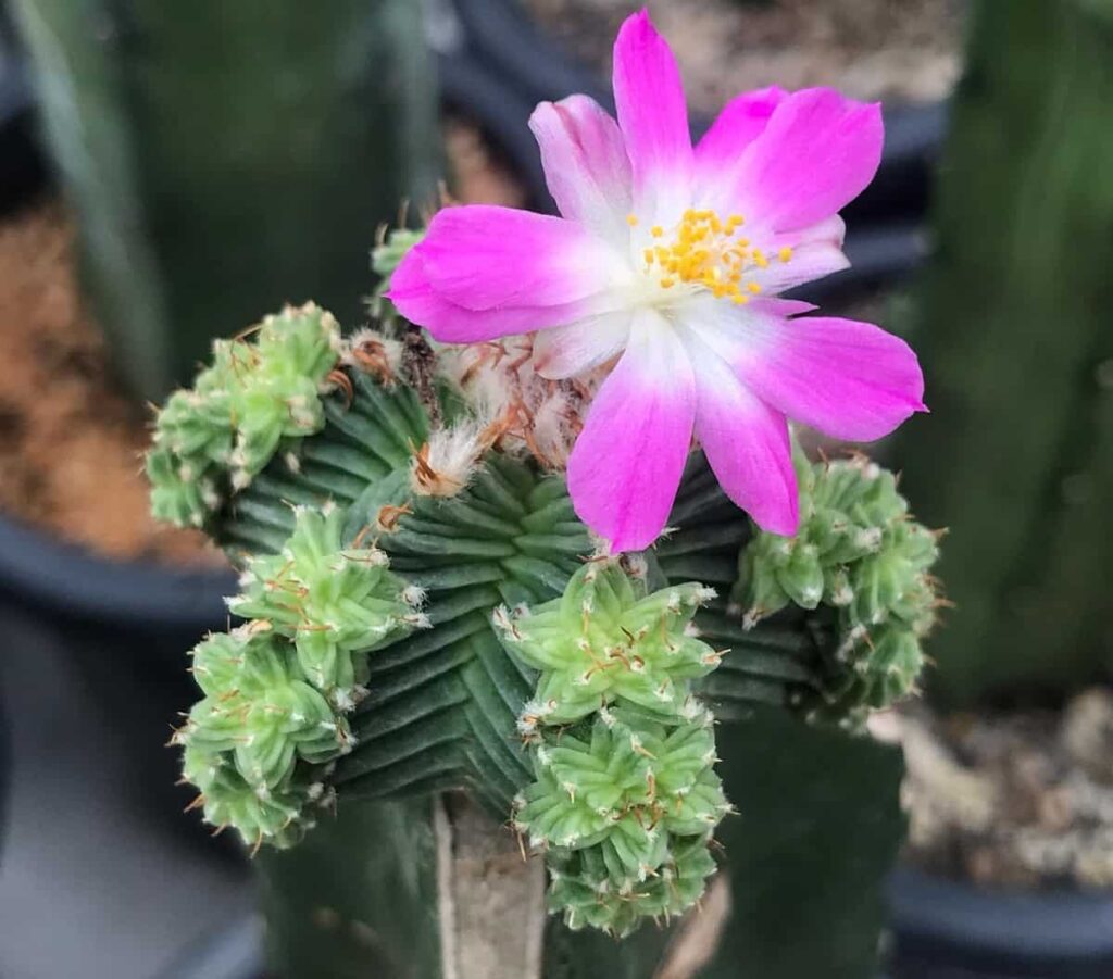 Aztekium valdezii