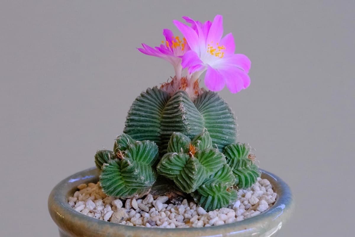 Aztekium valdezii
