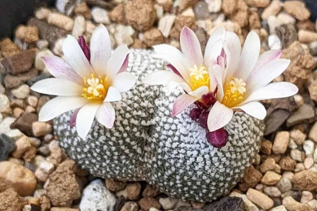 Blossfeldia liliputana