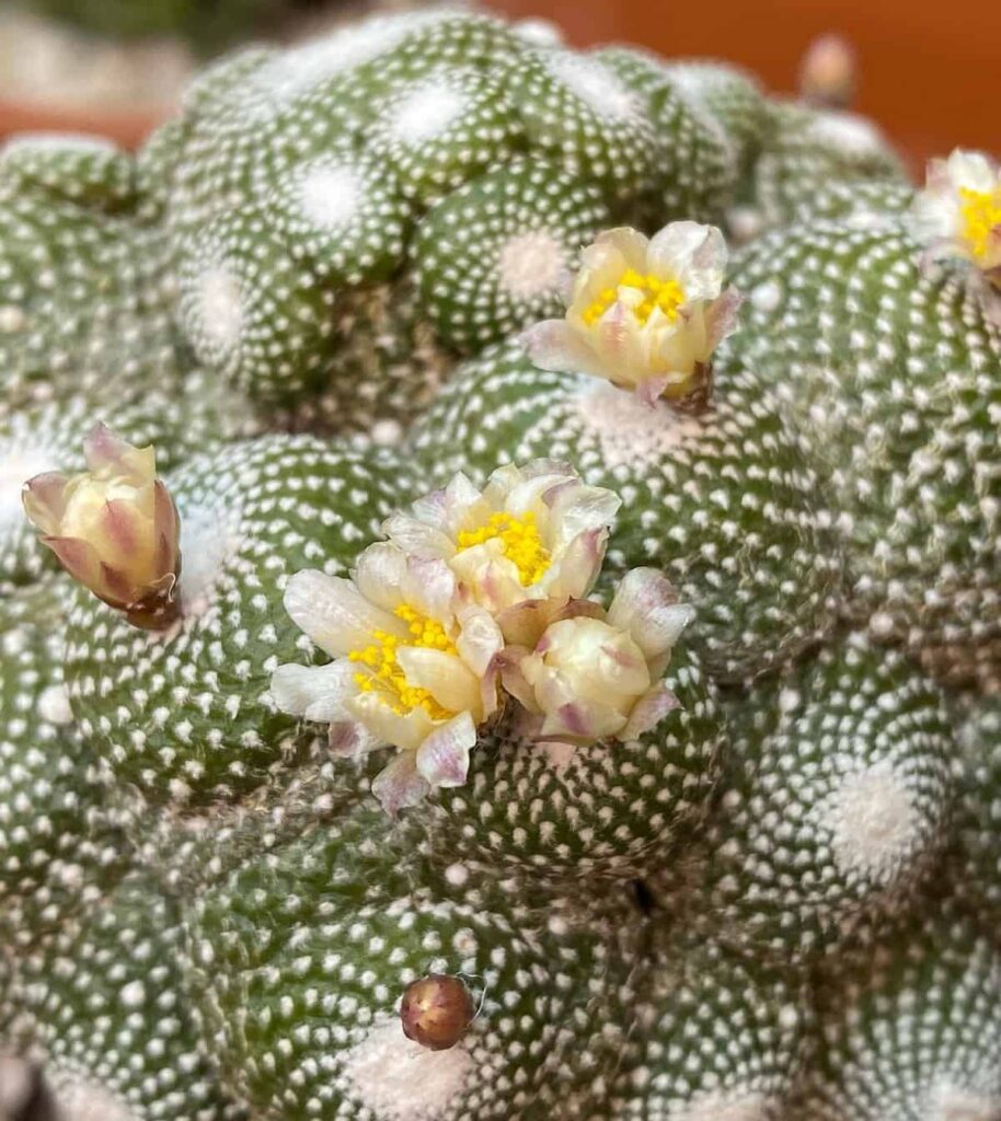 Blossfeldia liliputana
