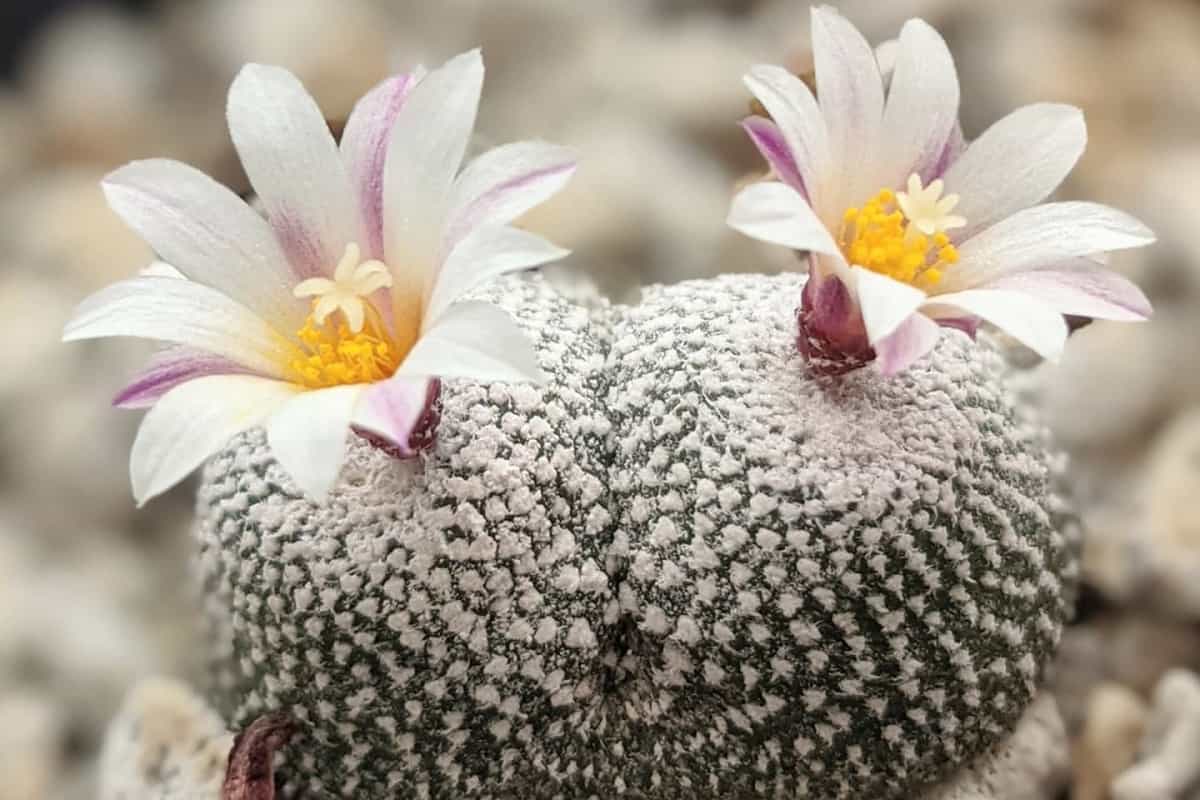Blossfeldia liliputana