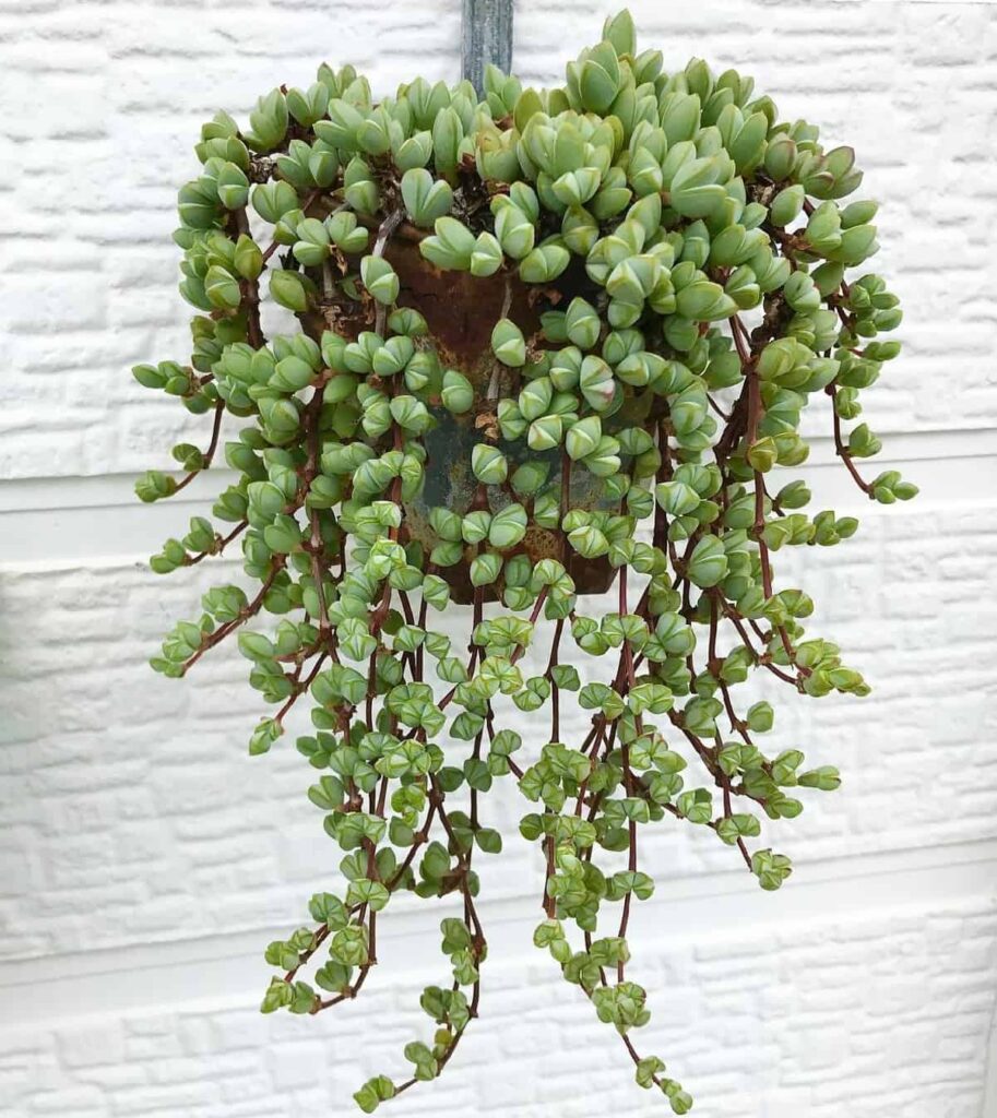 Braunsia maximiliani
