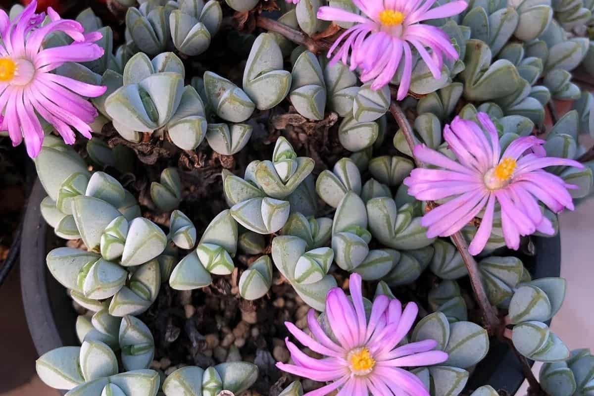 Braunsia maximiliani