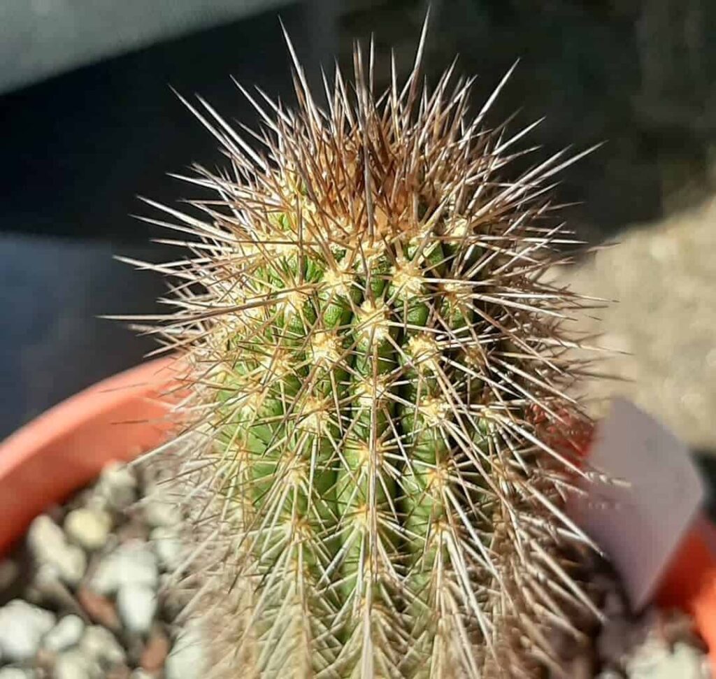 Browningia candelaris