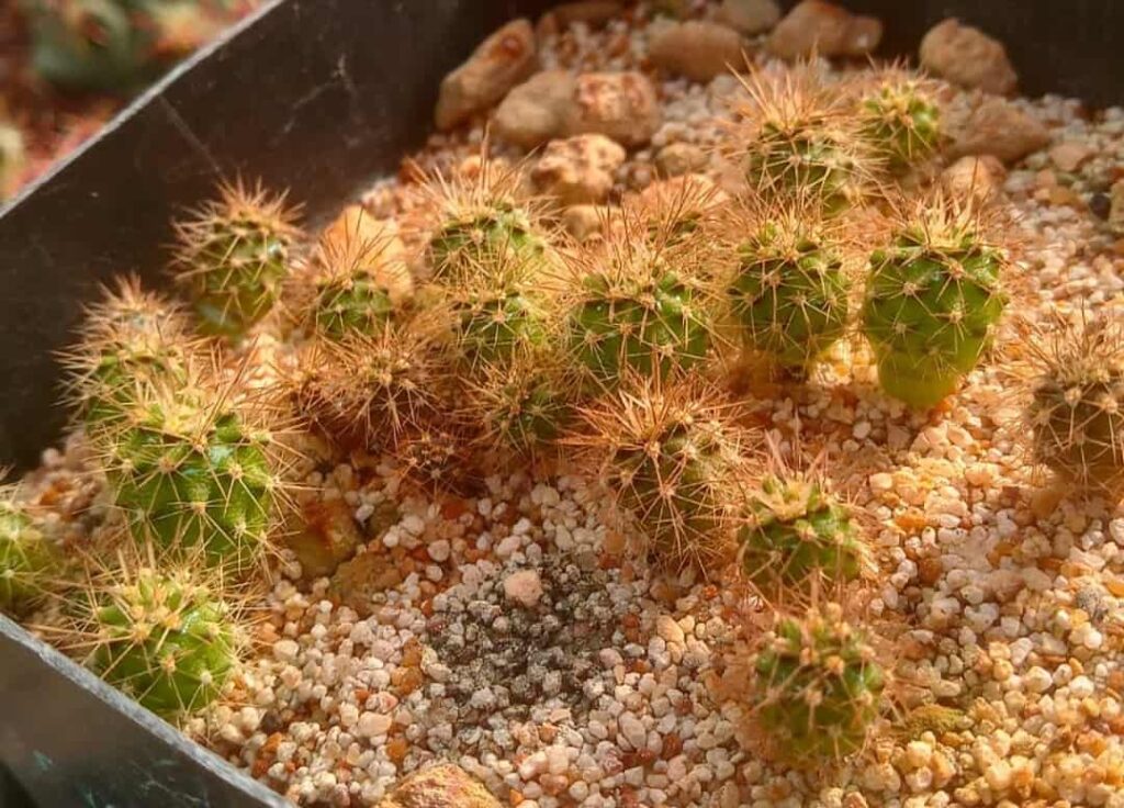 Browningia candelaris