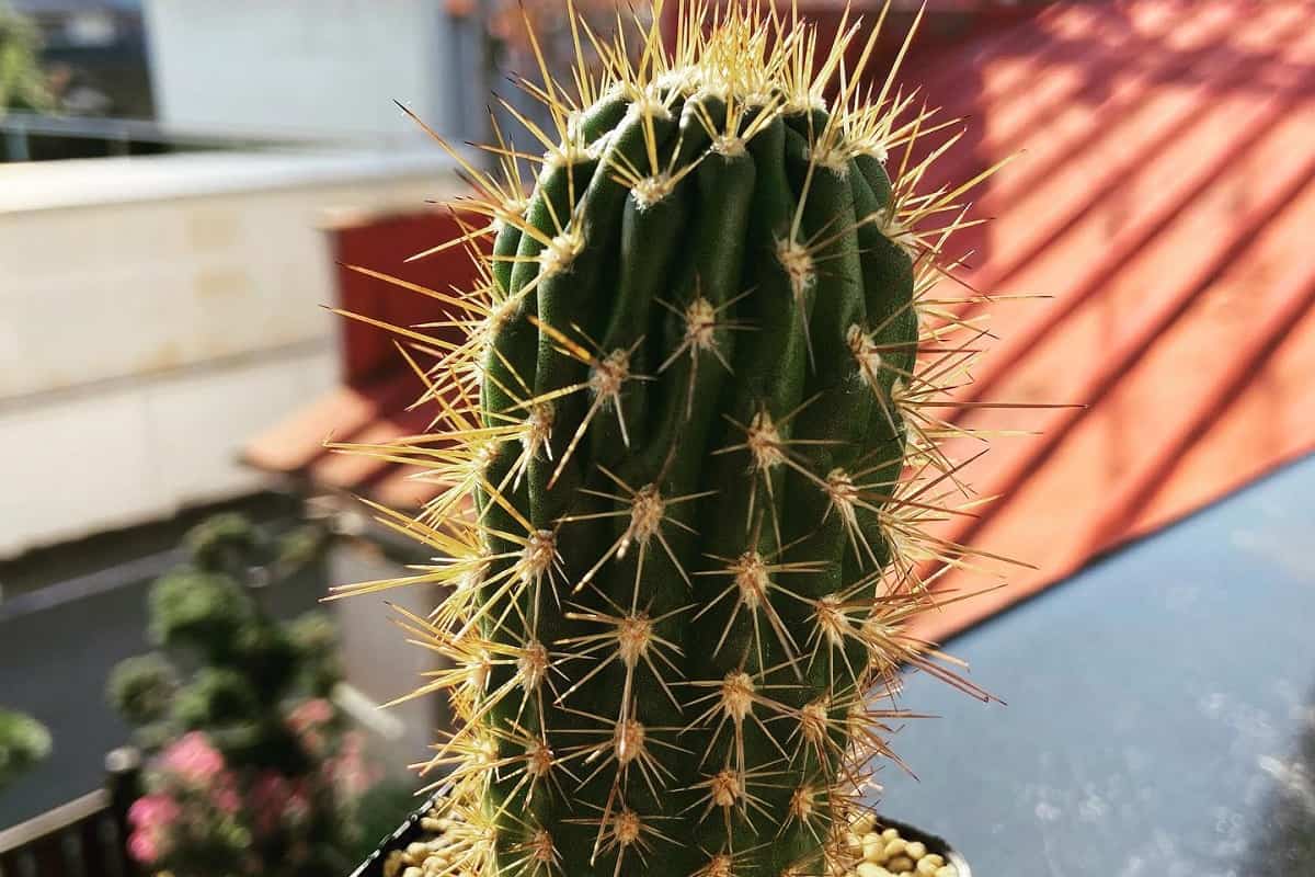 Browningia candelaris