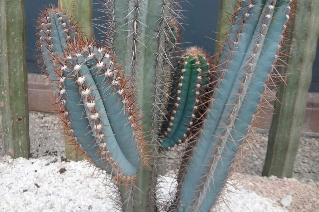 Browningia hertlingiana