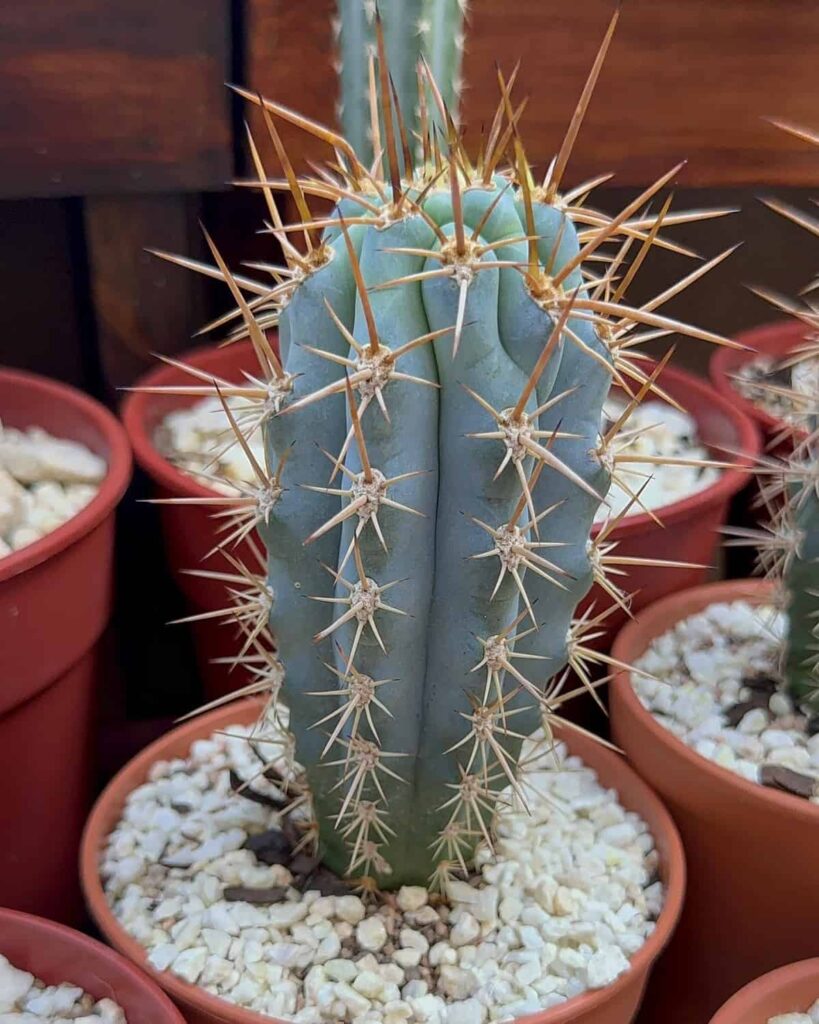 Browningia hertlingiana