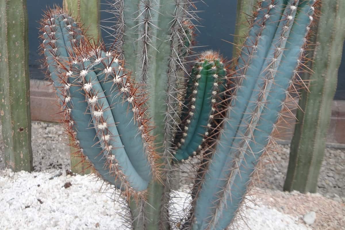 Browningia hertlingiana