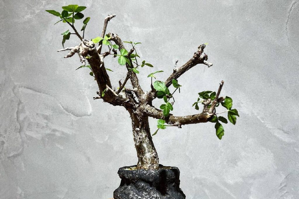Bursera fagaroides