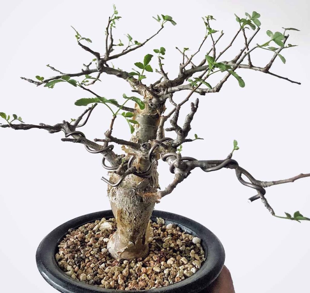 Bursera fagaroides