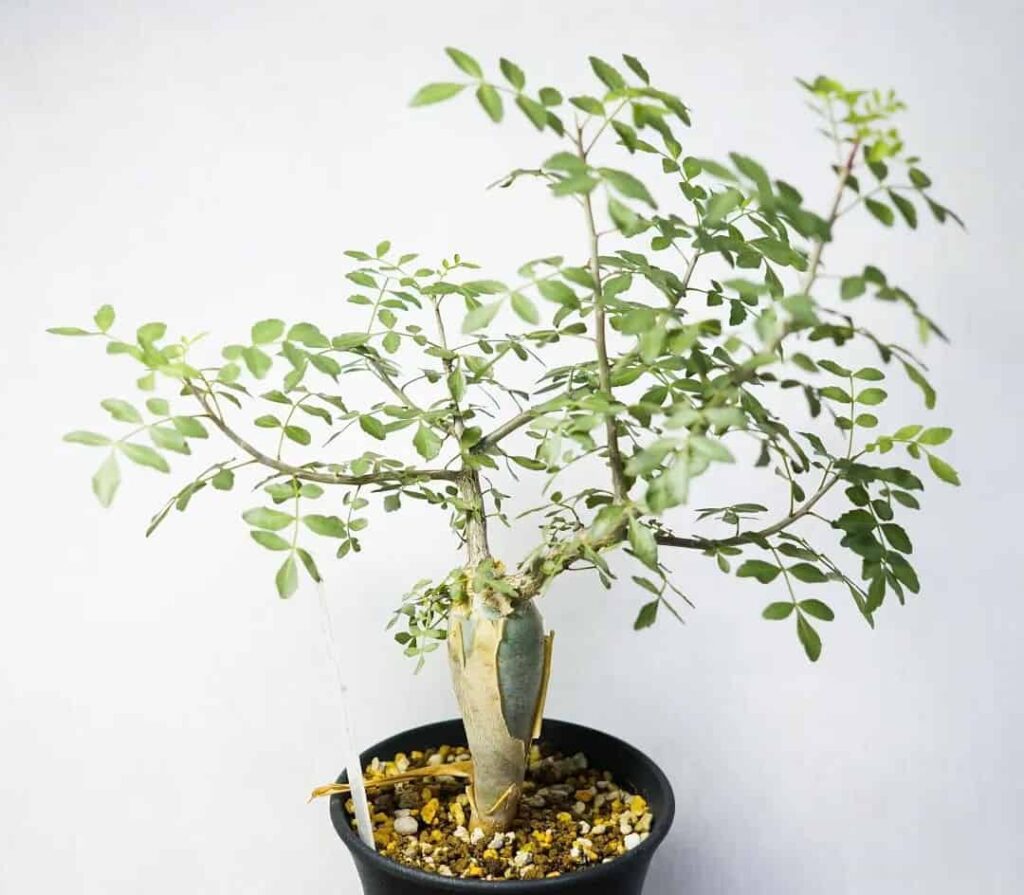 Bursera fagaroides