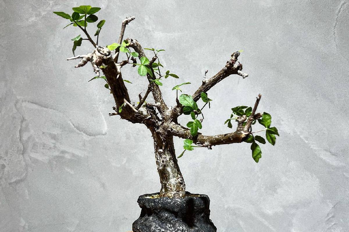 Bursera fagaroides