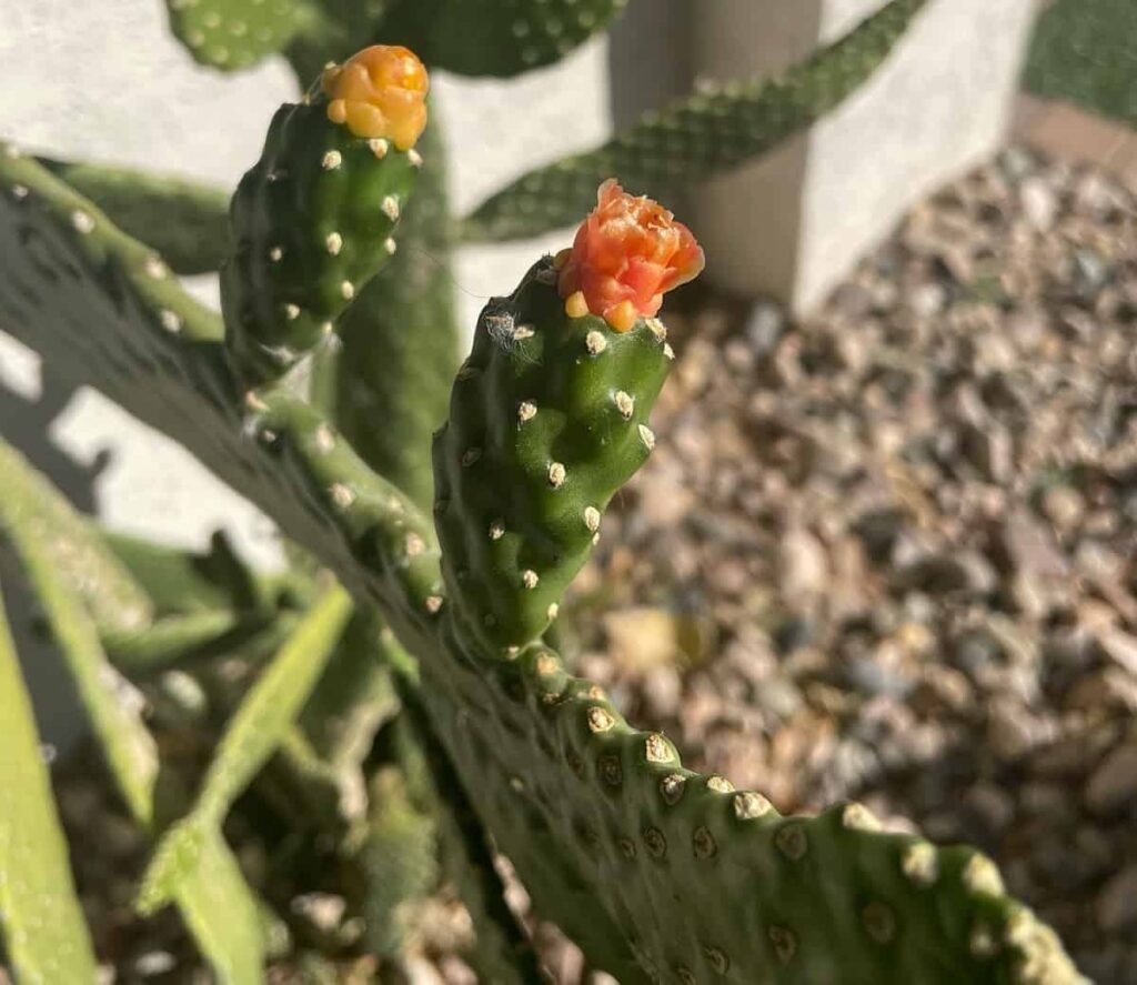 Consolea rubescens