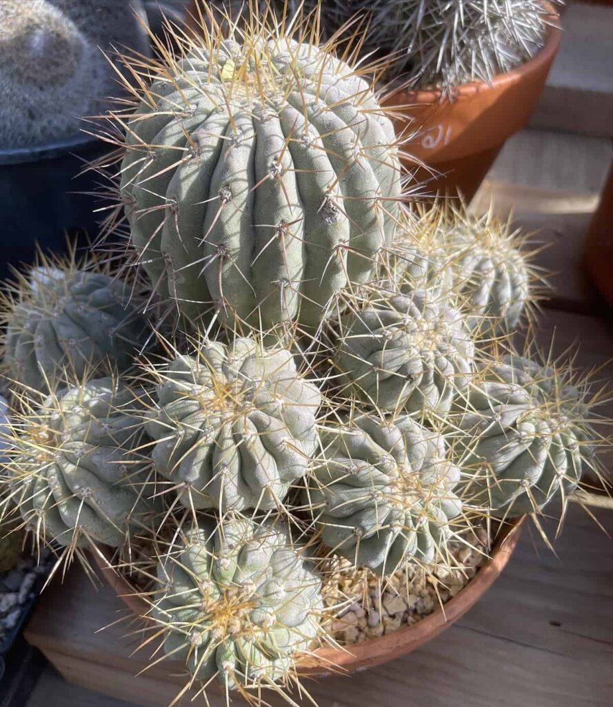 Copiapoa haseltoniana