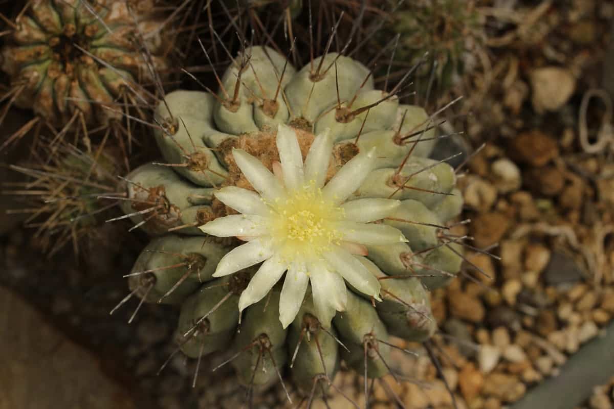 Copiapoa haseltoniana