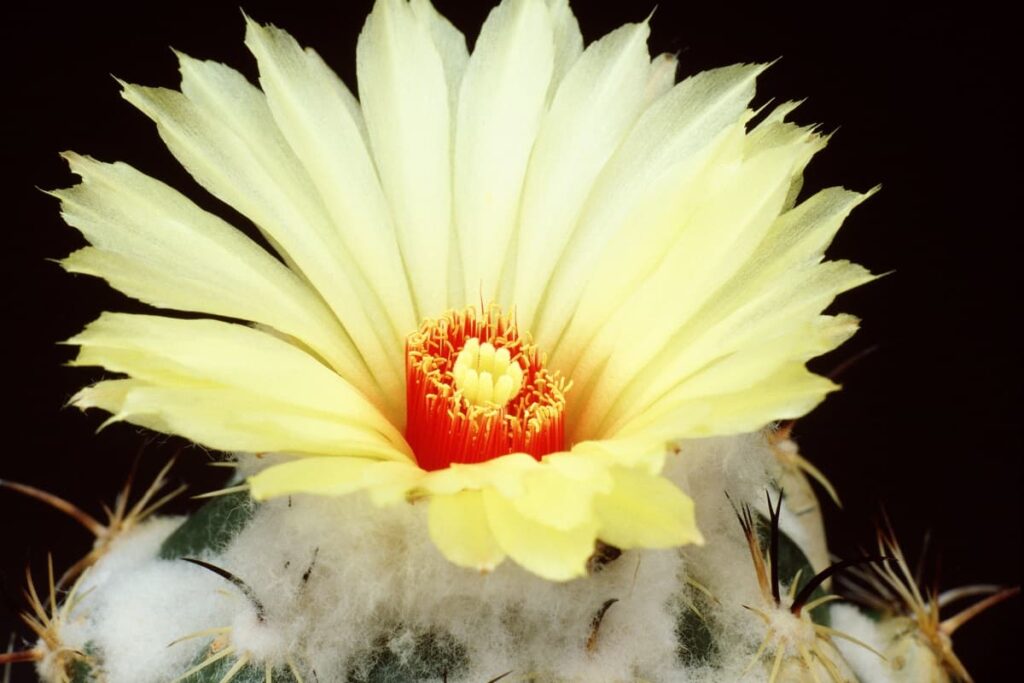 Coryphantha calipensis