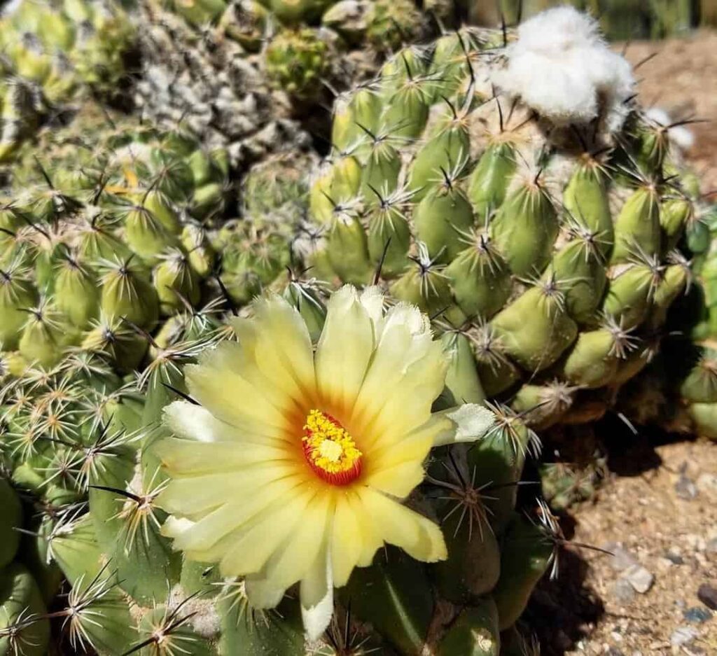 Coryphantha calipensis