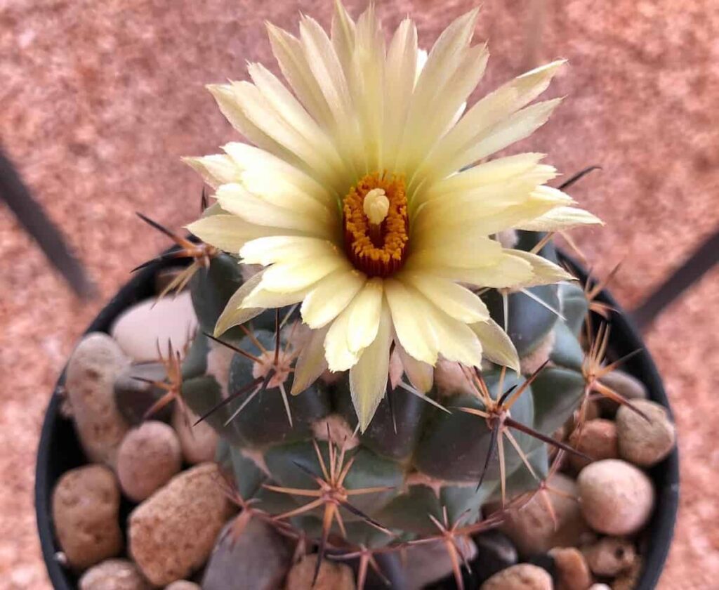 Coryphantha calipensis