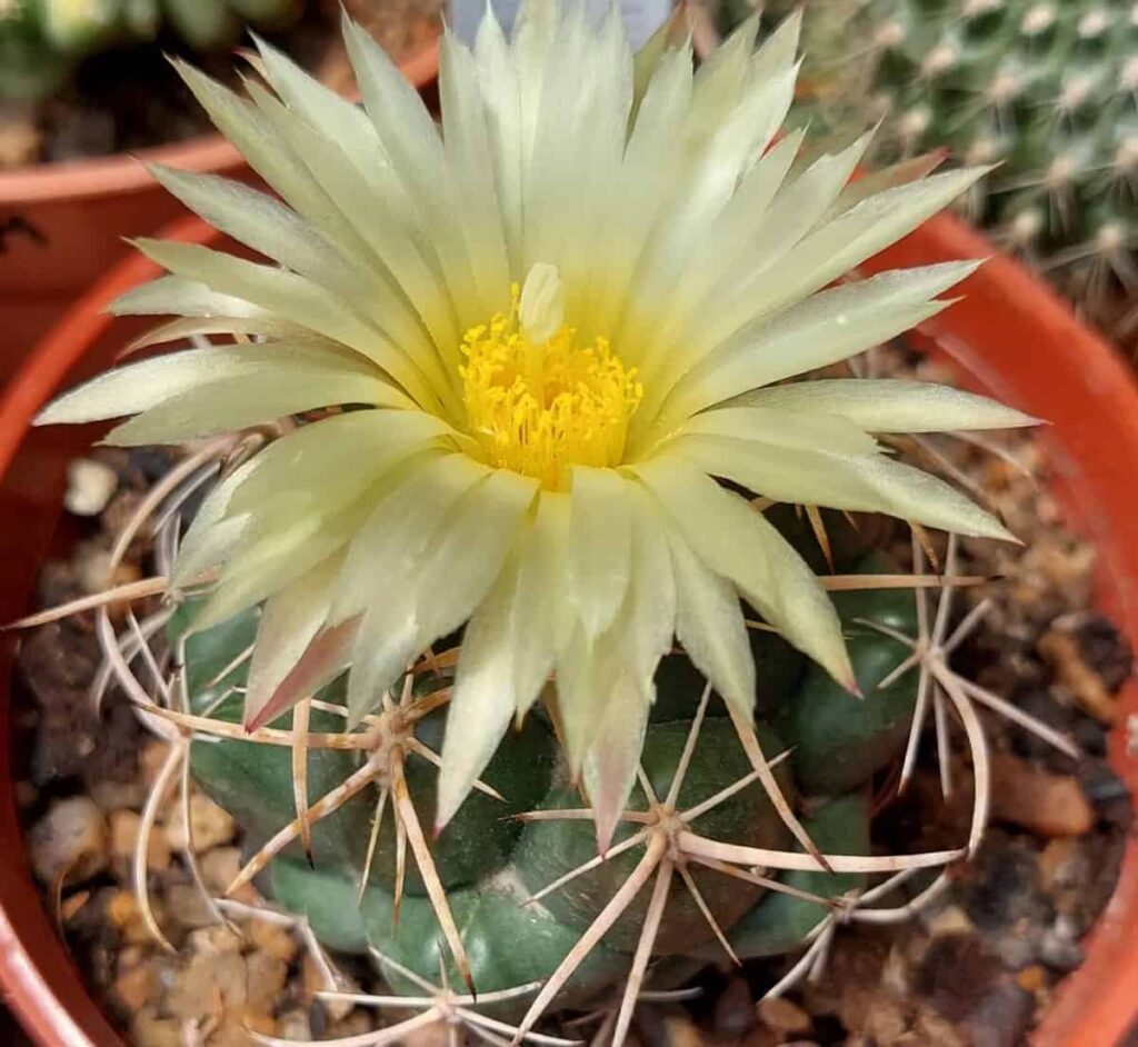 Coryphantha cornifera