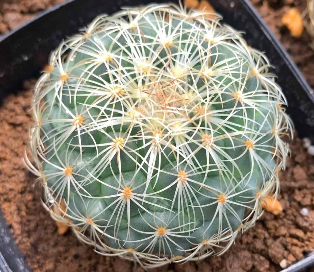 Coryphantha greenwoodii