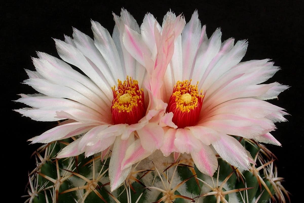 Coryphantha greenwoodii