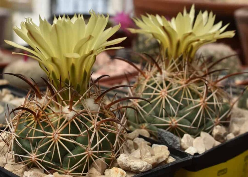 Coryphantha retusa