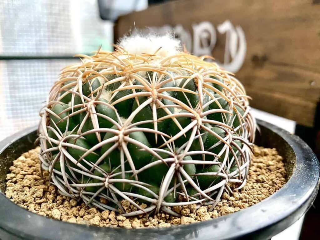 Coryphantha retusa