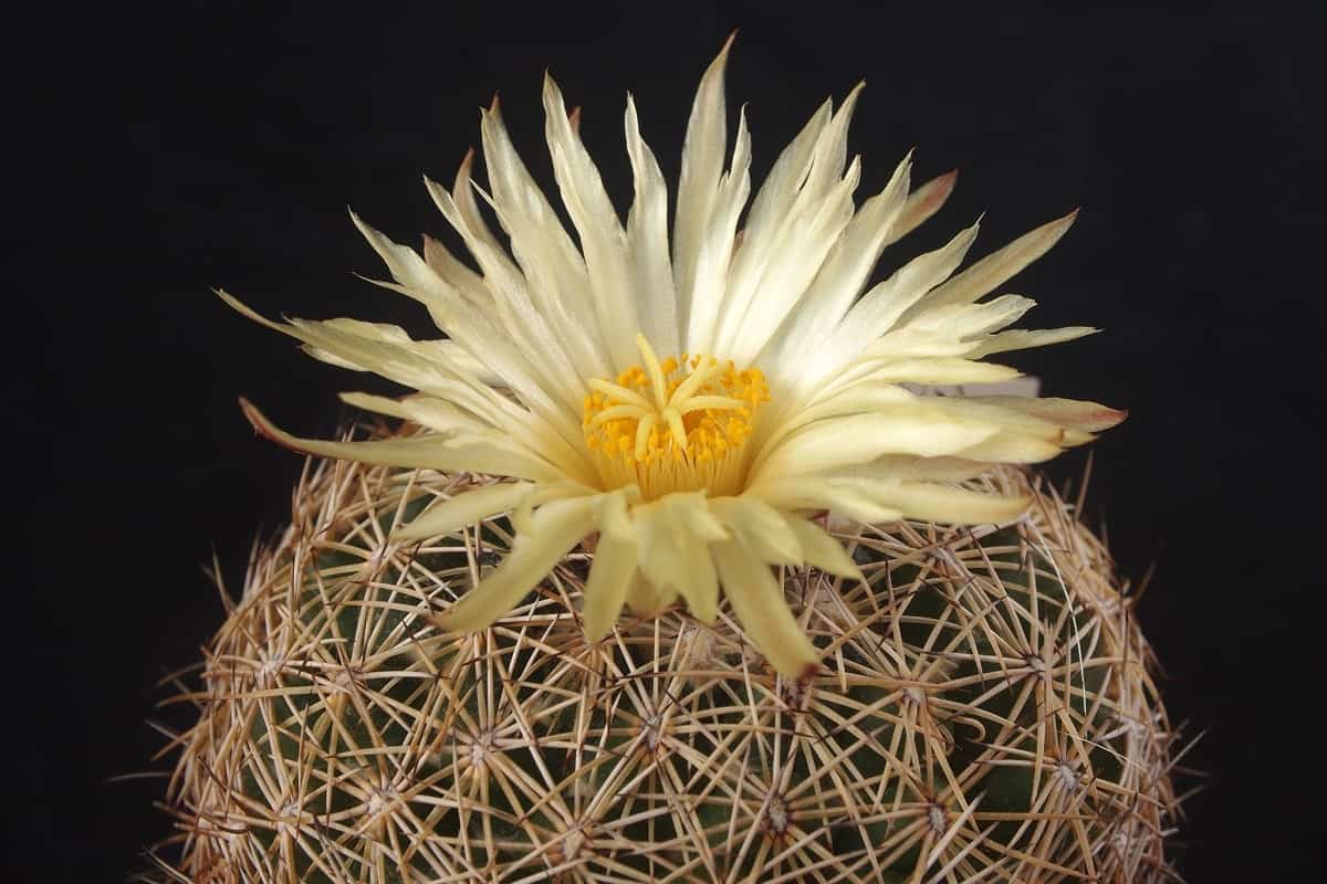 Coryphantha retusa