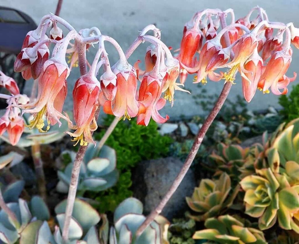 Cotyledon Silver Storm