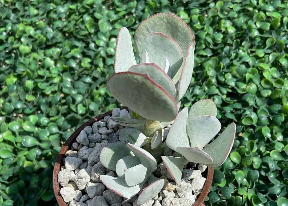 Cotyledon Silver Storm