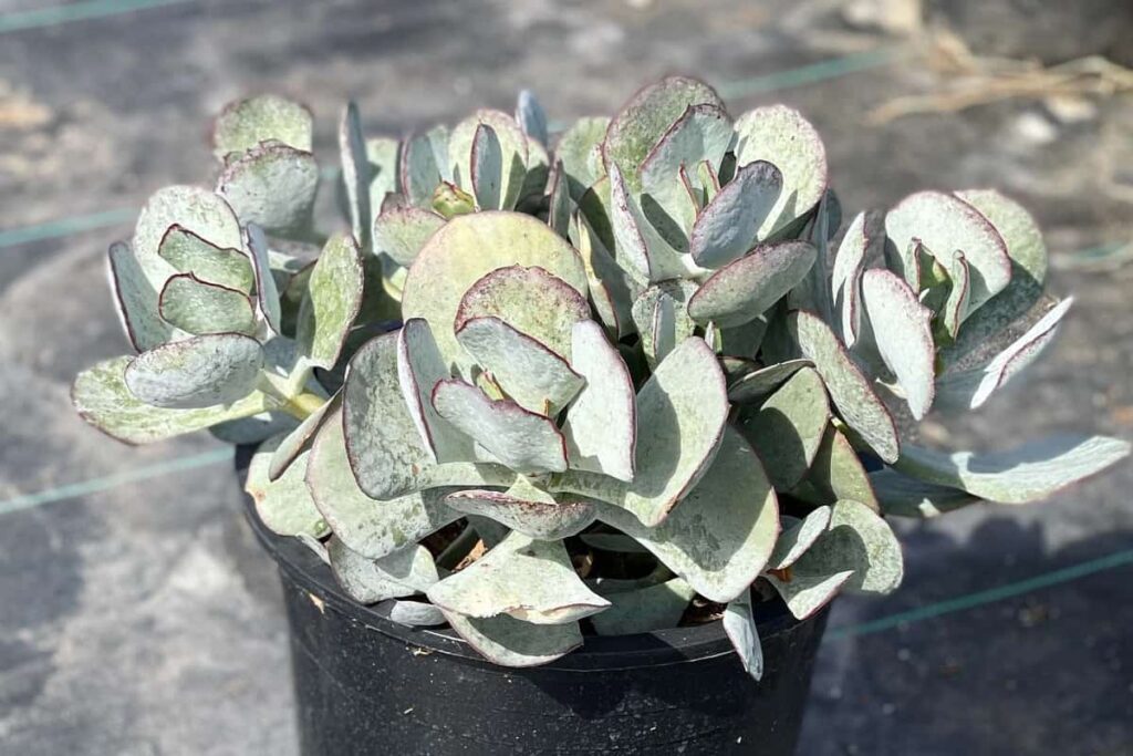 Cotyledon Silver Storm