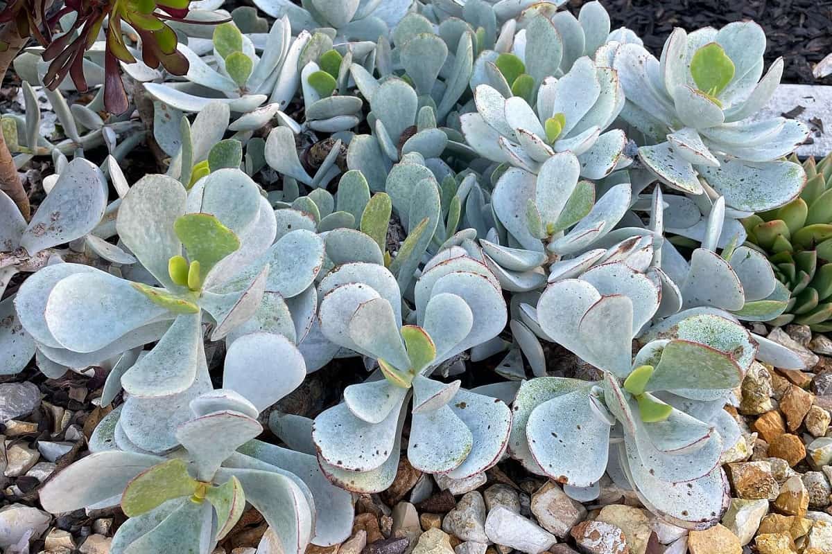 Cotyledon Silver Storm