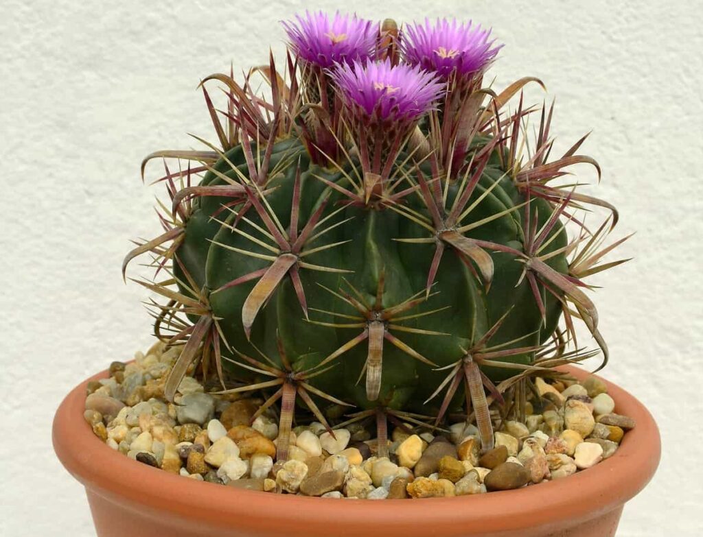 Ferocactus latispinus care