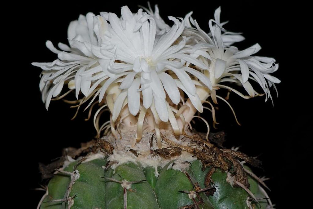 Discocactus crystallophilus