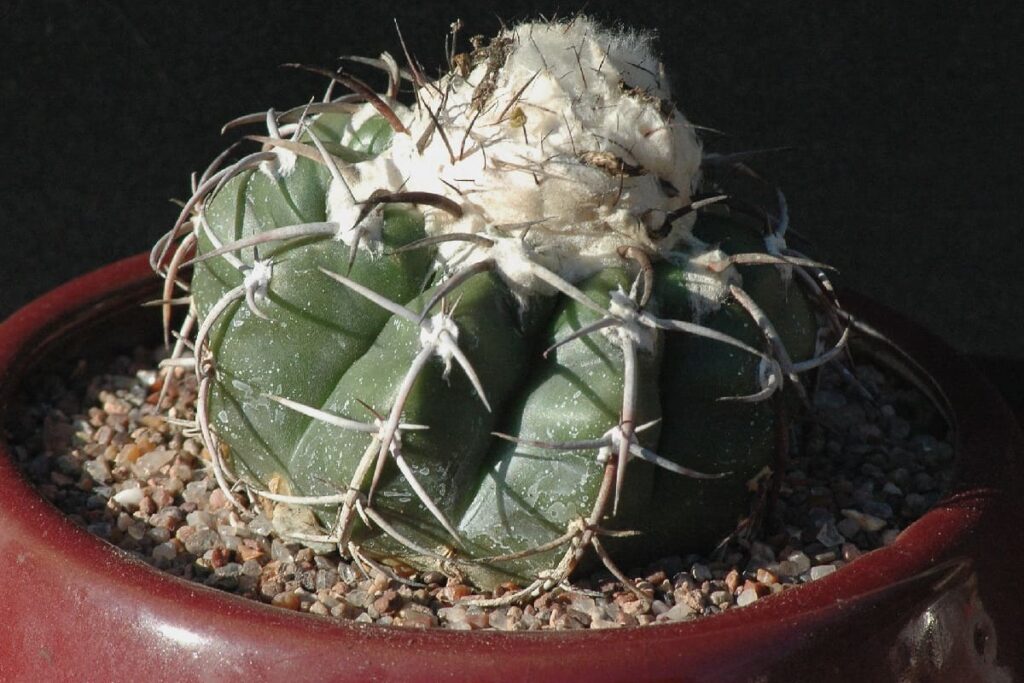Discocactus crystallophilus