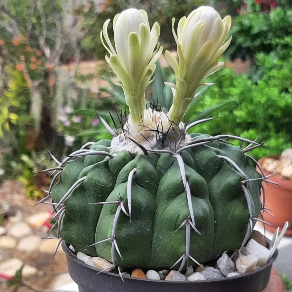 Discocactus crystallophilus