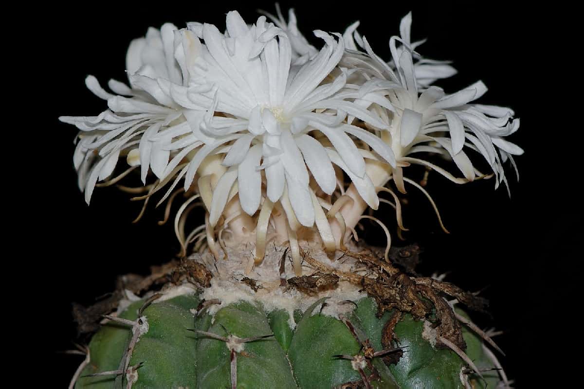 Discocactus crystallophilus