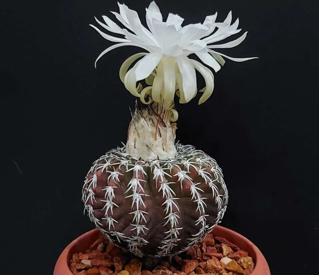 Discocactus horstii