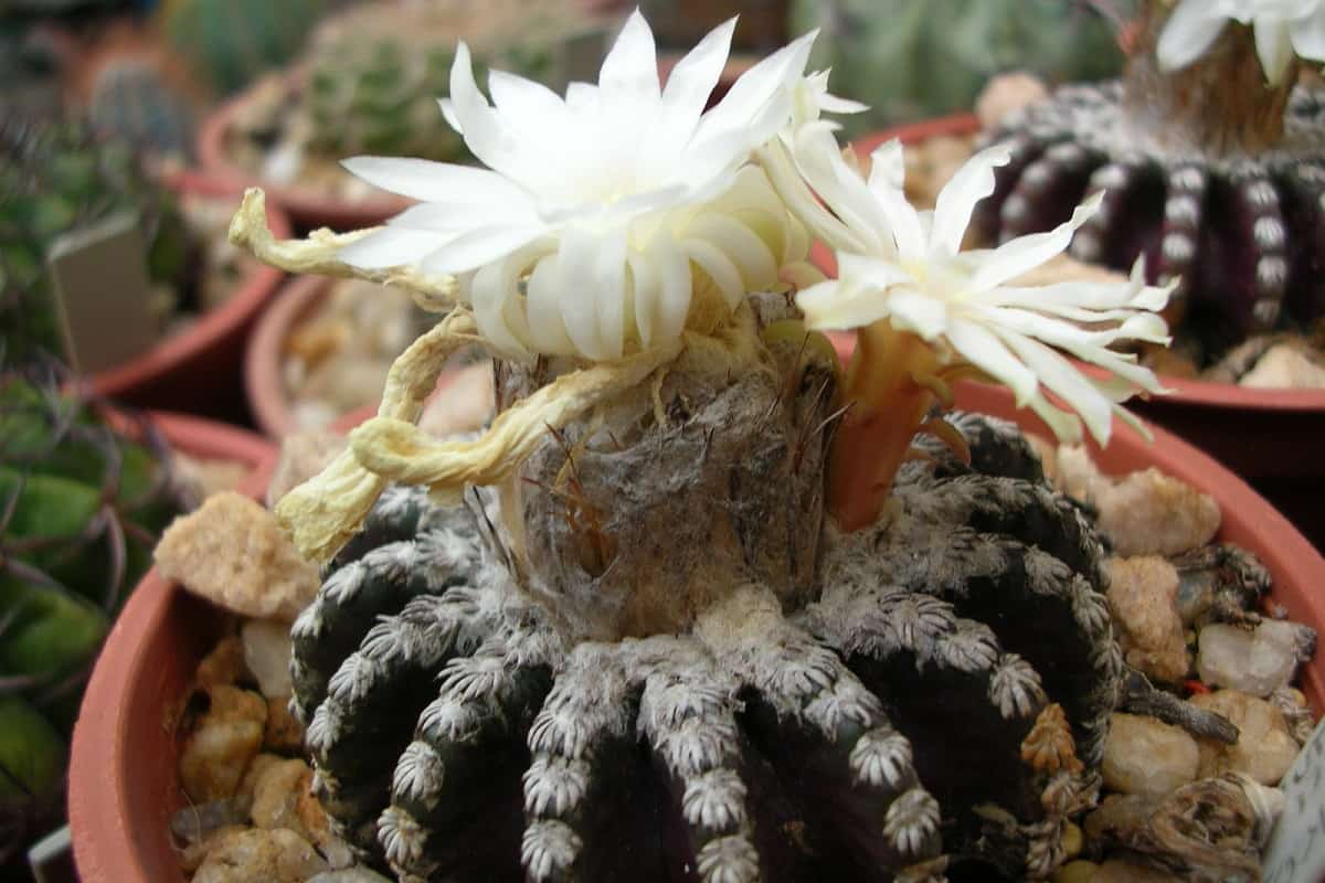 Discocactus horstii