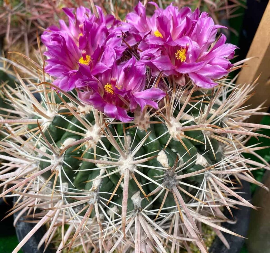 Ferocactus fordii