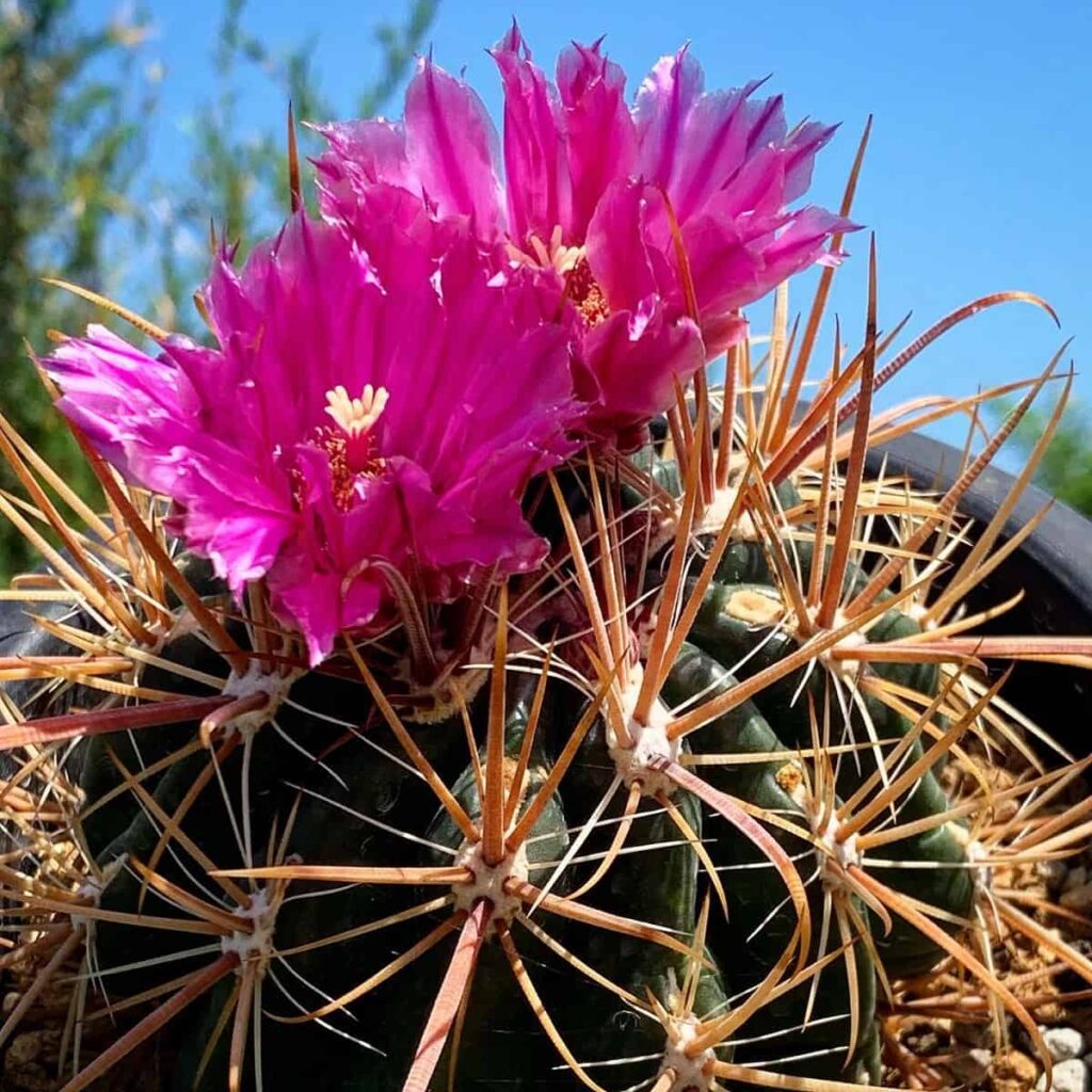 Ferocactus fordii