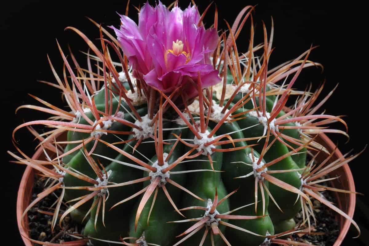 Ferocactus fordii