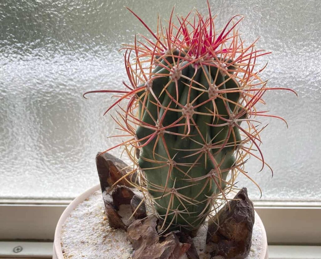 Ferocactus gracilis fire barrel cactus