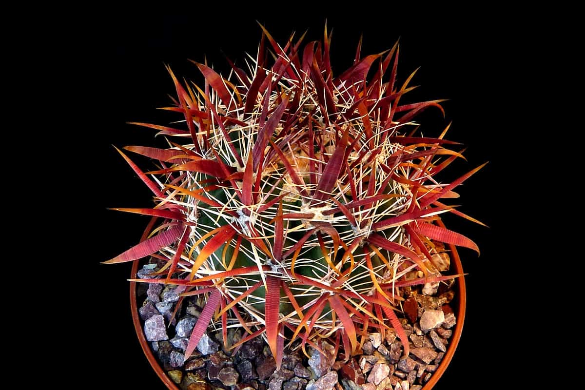 Ferocactus gracilis fire barrel cactus