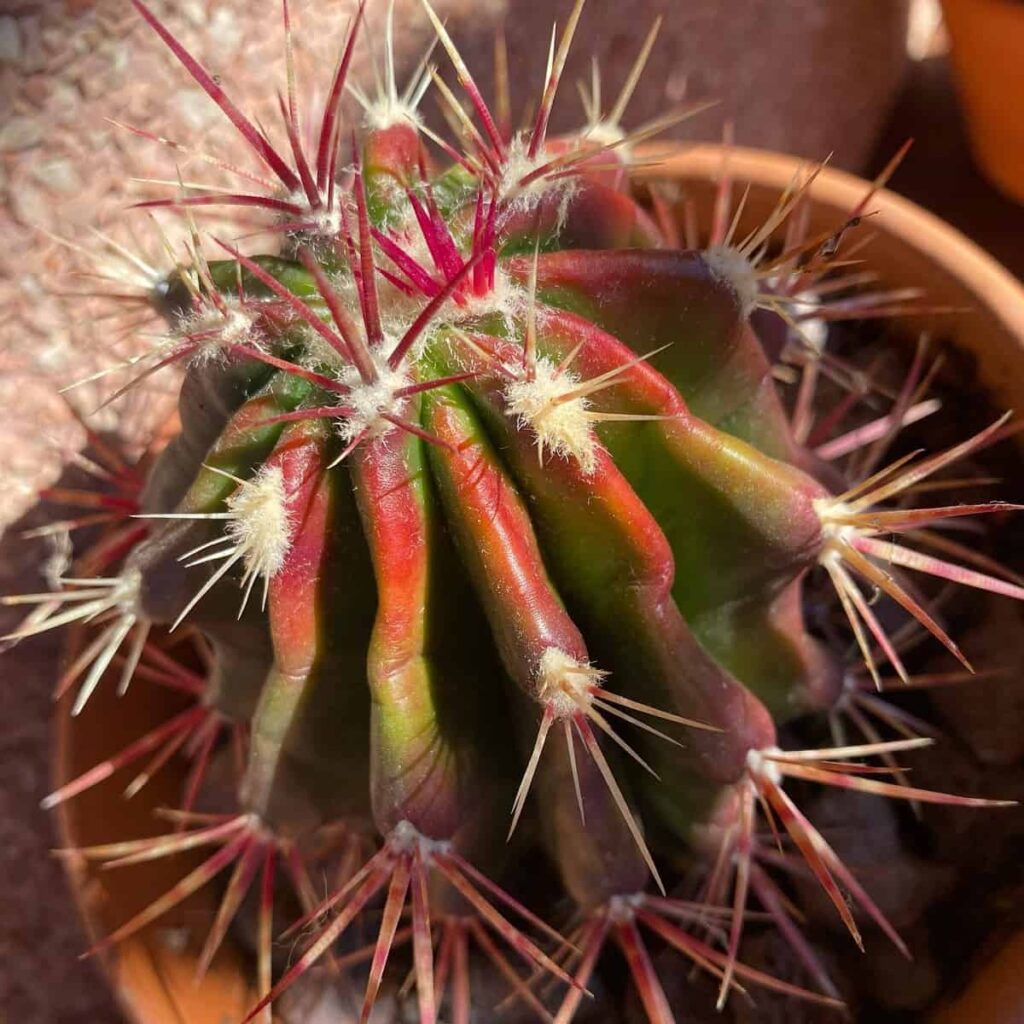 Ferocactus haematacanthus